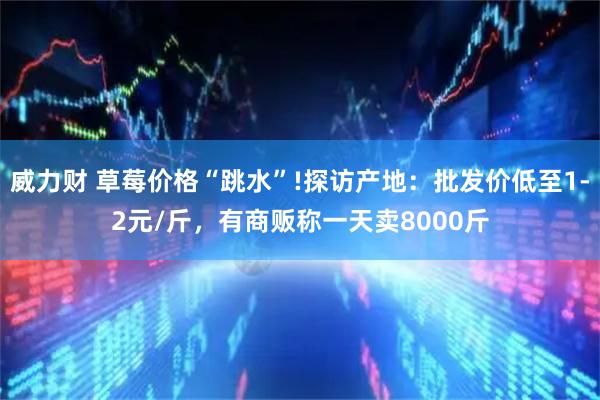 威力财 草莓价格“跳水”!探访产地：批发价低至1-2元/斤，有商贩称一天卖8000斤